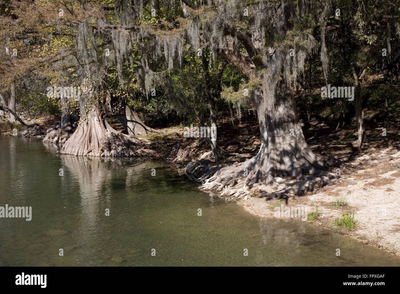 Fed by the largest spring system in Texas and framed by giant bald