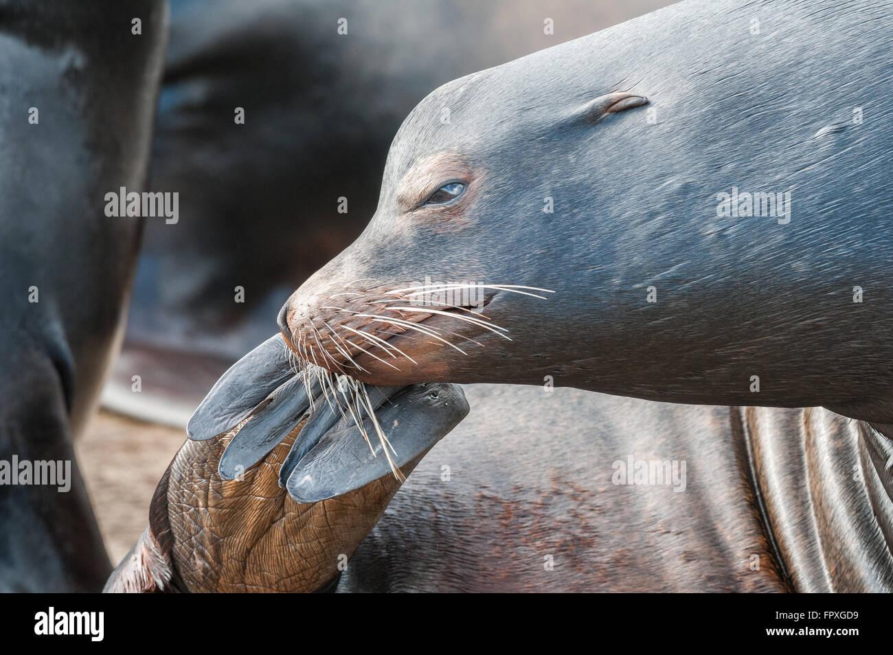A male California Sea Lion (Zalophus californianus) scratches an itch with his hind flipper. Rainier, Oregon, United States. Stock Photo
