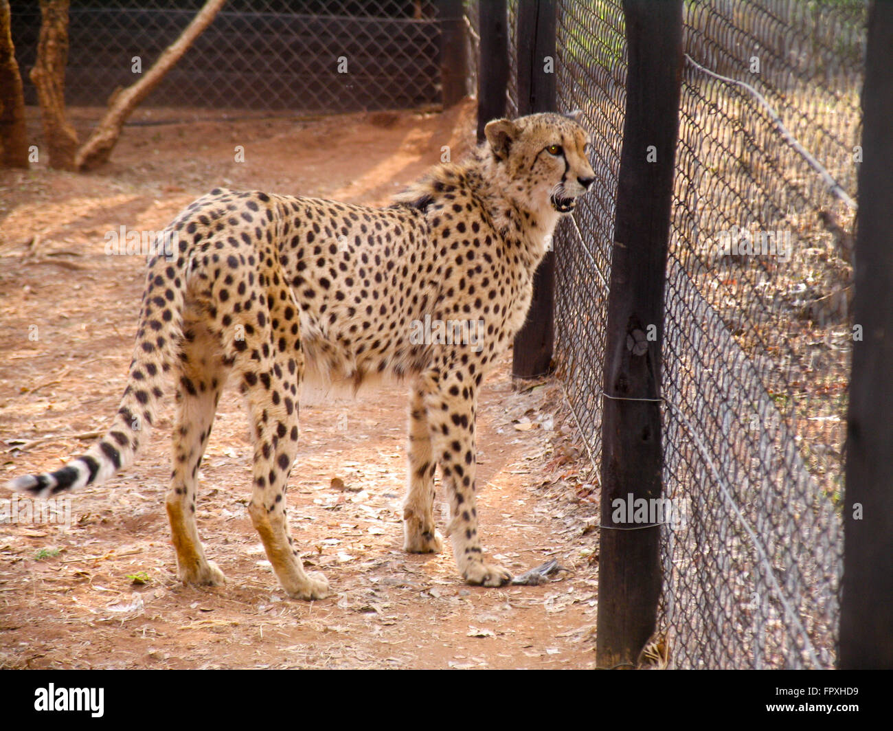 Cheetah zoo cage hires stock photography and images Alamy
