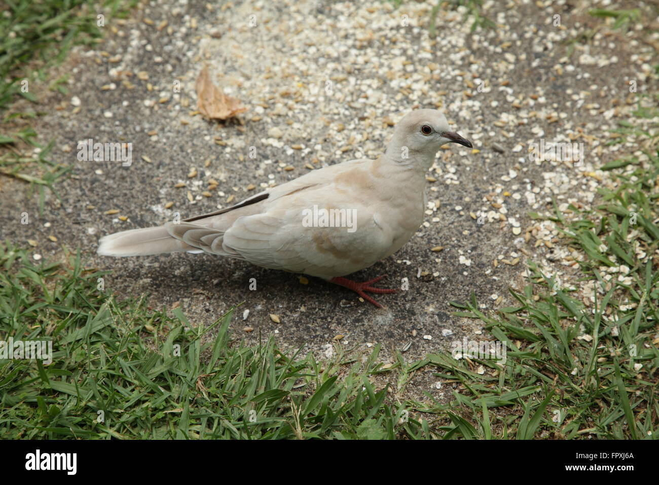 Collared Turtle Dove Stock Photo Alamy