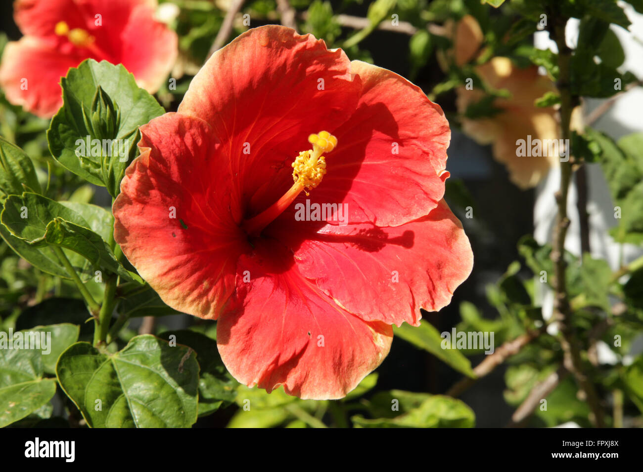 Hibiscus coast hi-res stock photography and images - Alamy