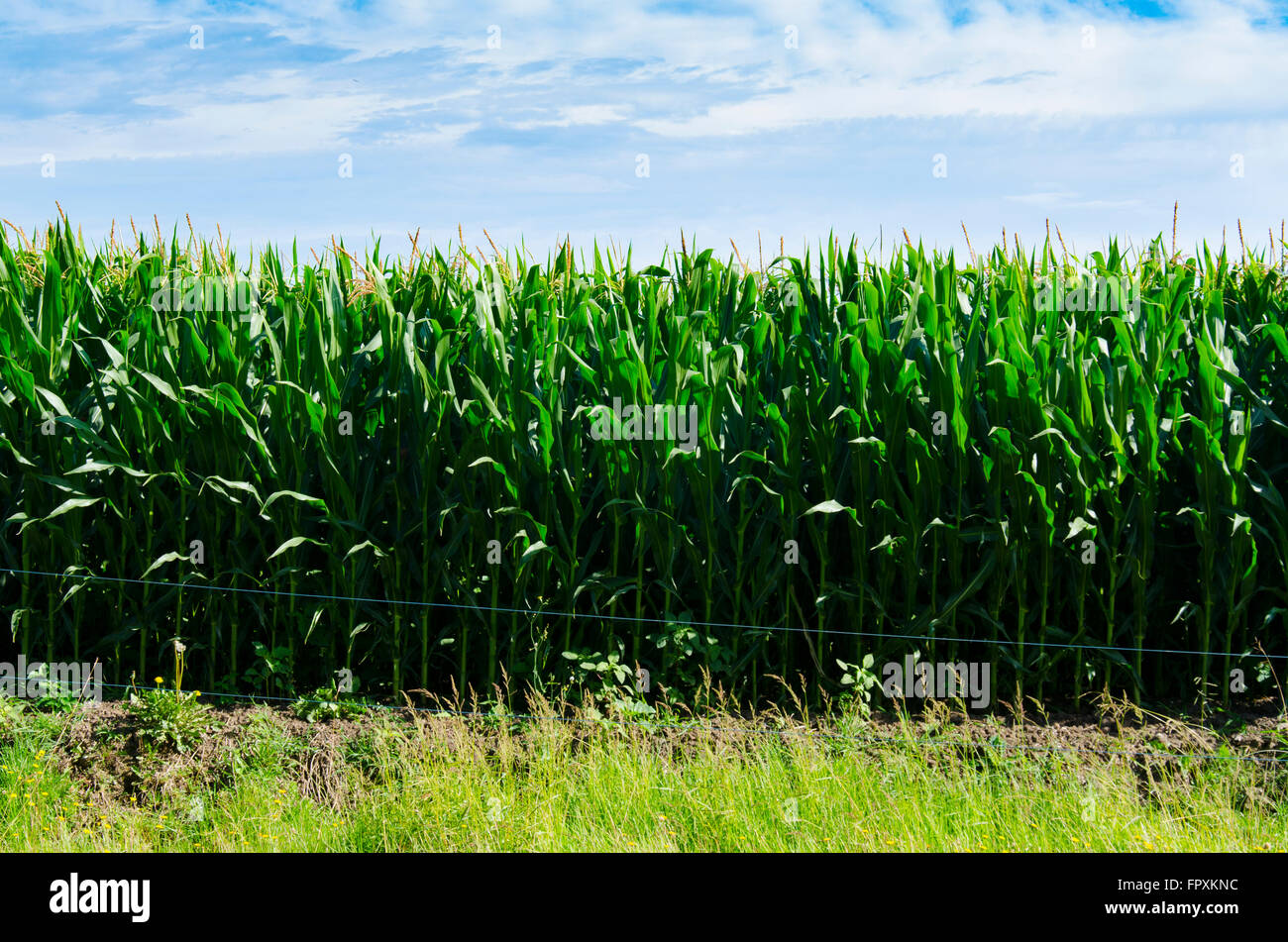 Young green corn stalks reach for the skies in Sunny Australia below a blue sky and white clouds Stock Photo