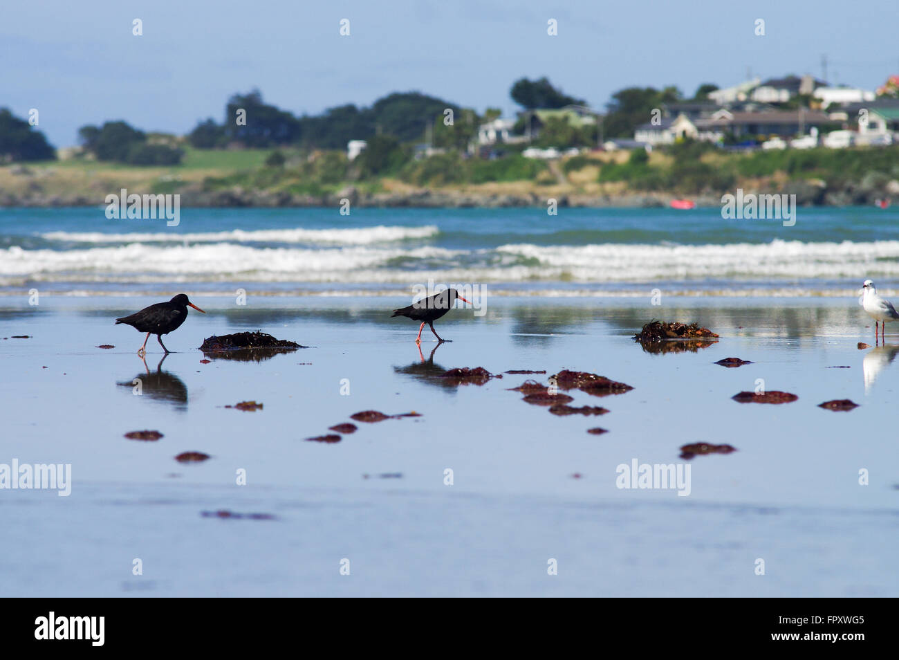 Birdlife at low tide - Riverton, New Zealand Stock Photo