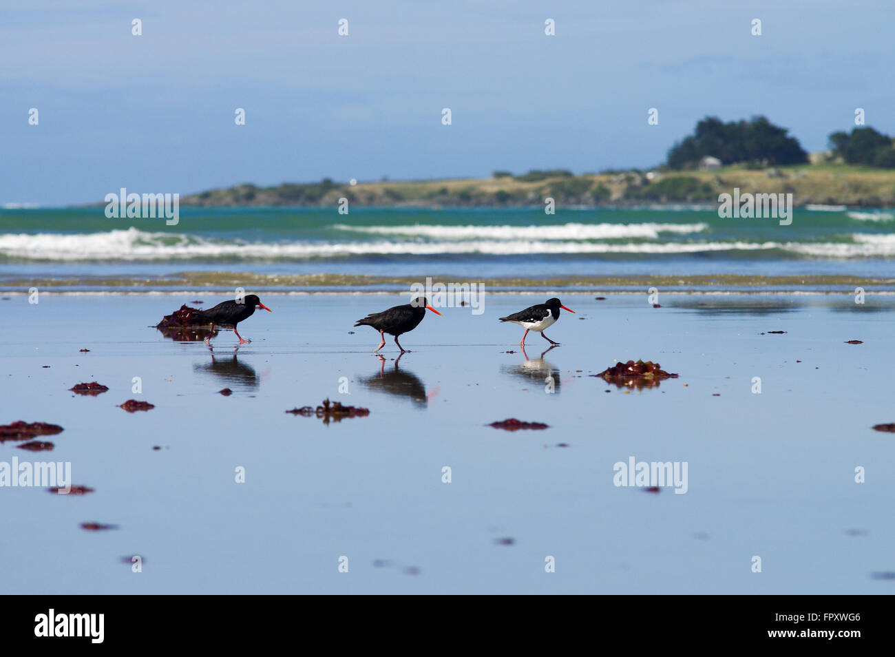 Oystercatchers at low tide - Riverton, New Zealand Stock Photo