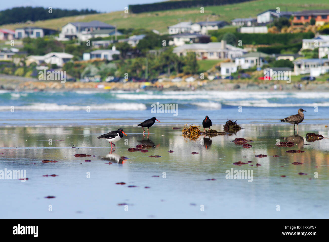 Birdlife at low tide - Riverton, New Zealand Stock Photo