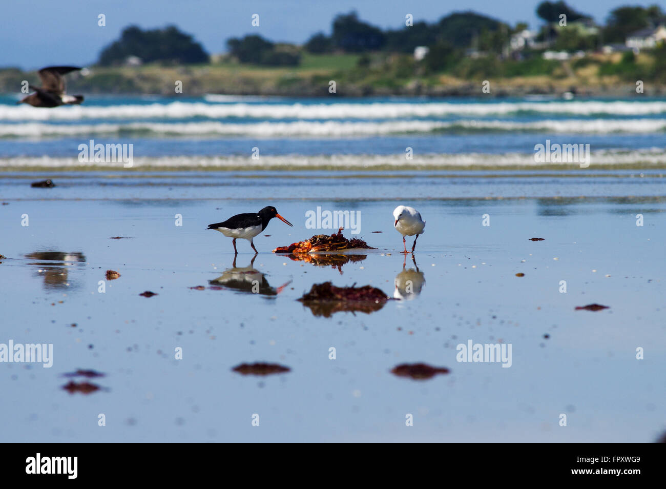 Birdlife at low tide - Riverton, New Zealand Stock Photo