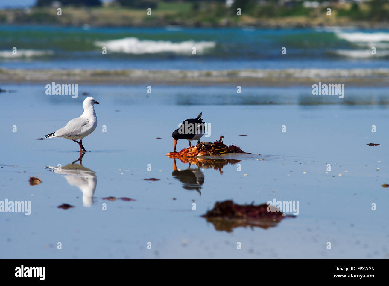Birdlife at low tide - Riverton, New Zealand Stock Photo