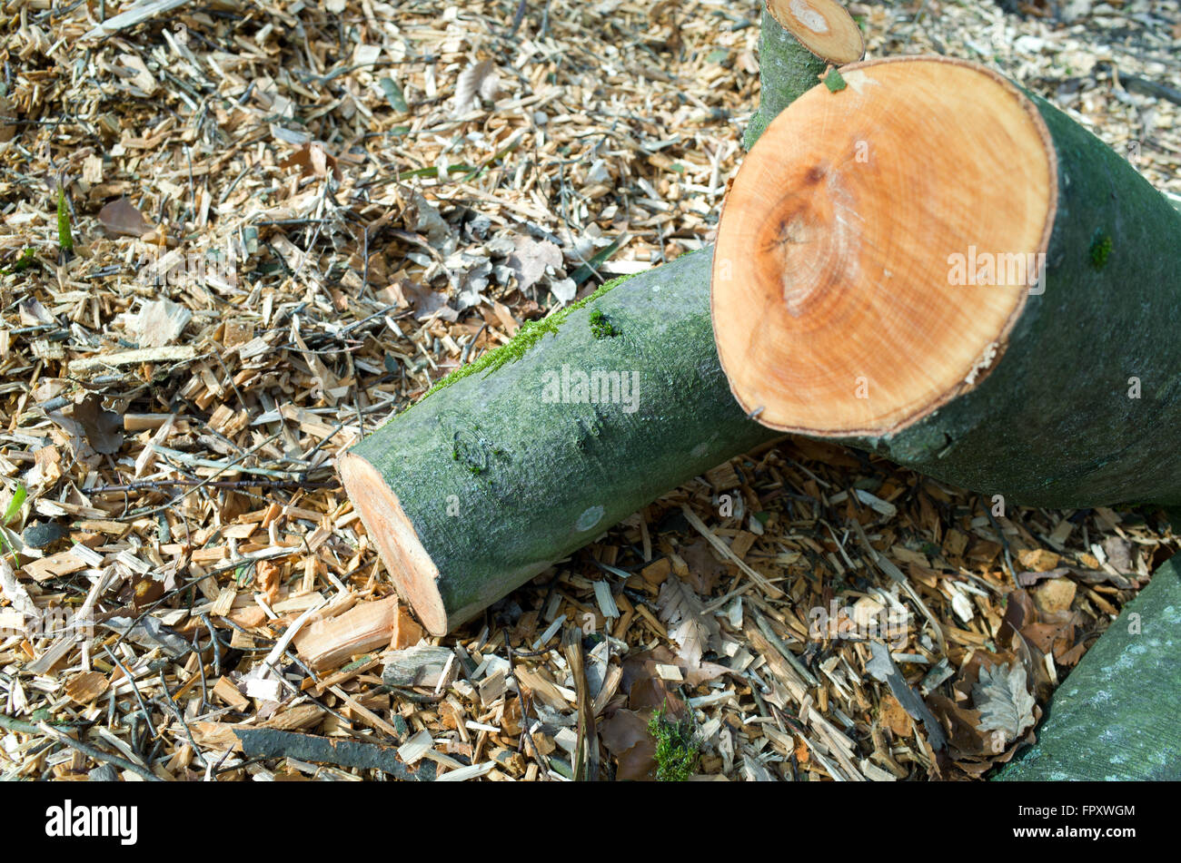 Freshly cut logs Stock Photo