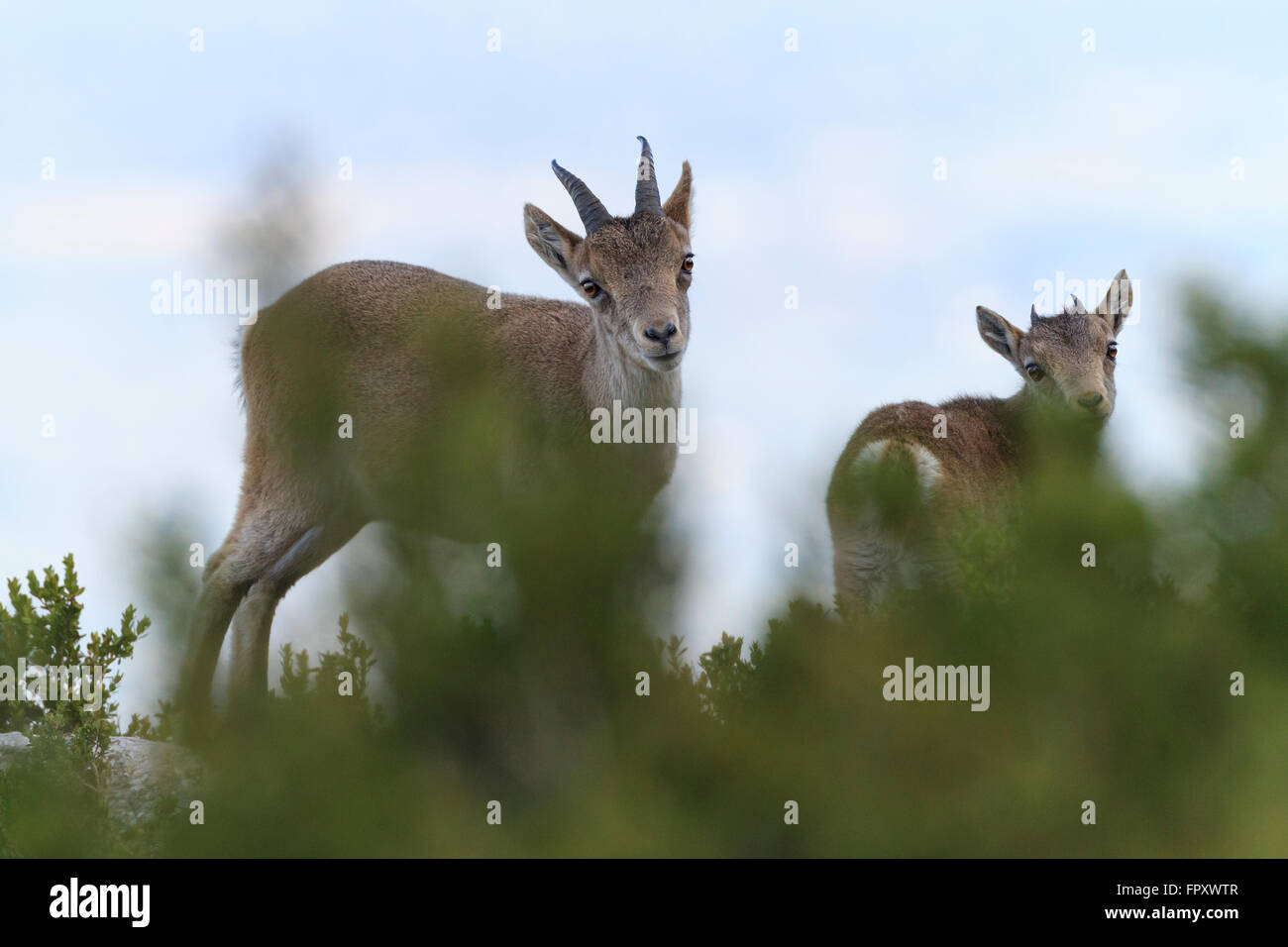 Iberian Wild Goat (Capra pyrenaica hispanica) on habitat. Els Ports Natural Park. Catalonia. Spain. Stock Photo