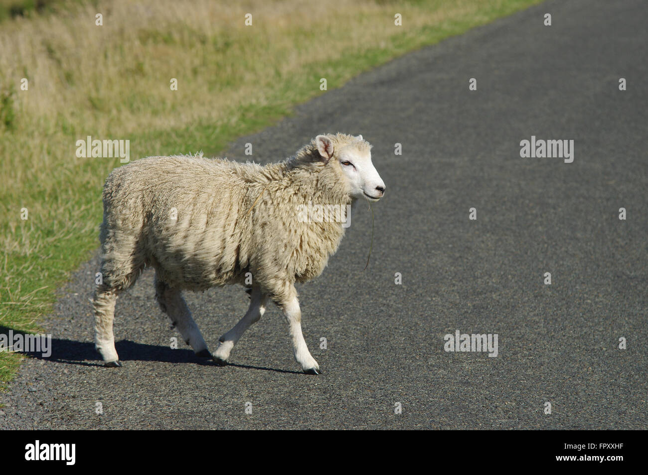 Sheep crossing the road in Riverton - South Island, New Zealand Stock Photo