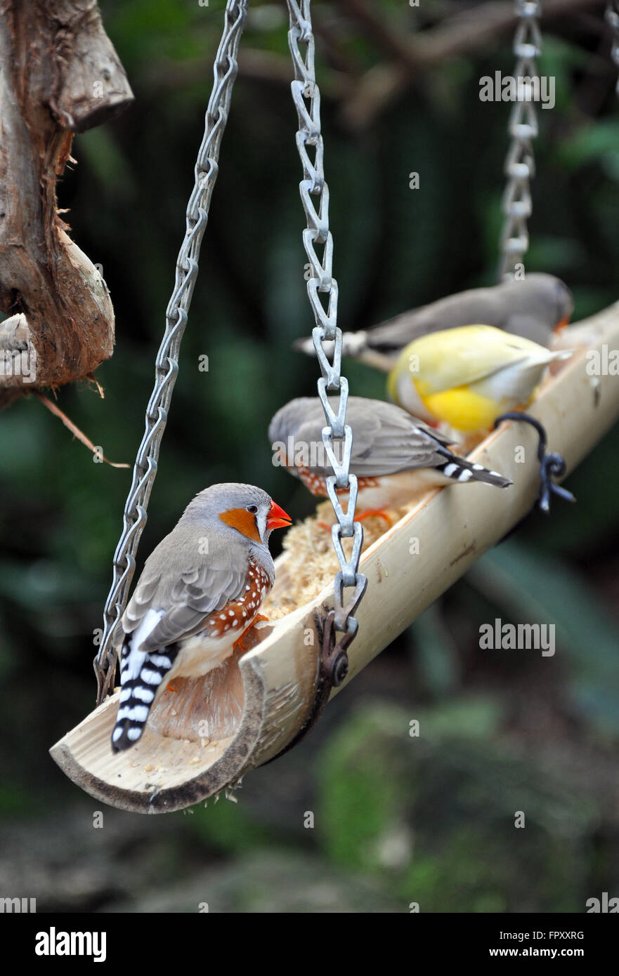 Colorful finches eating on bird feeder Stock Photo Alamy