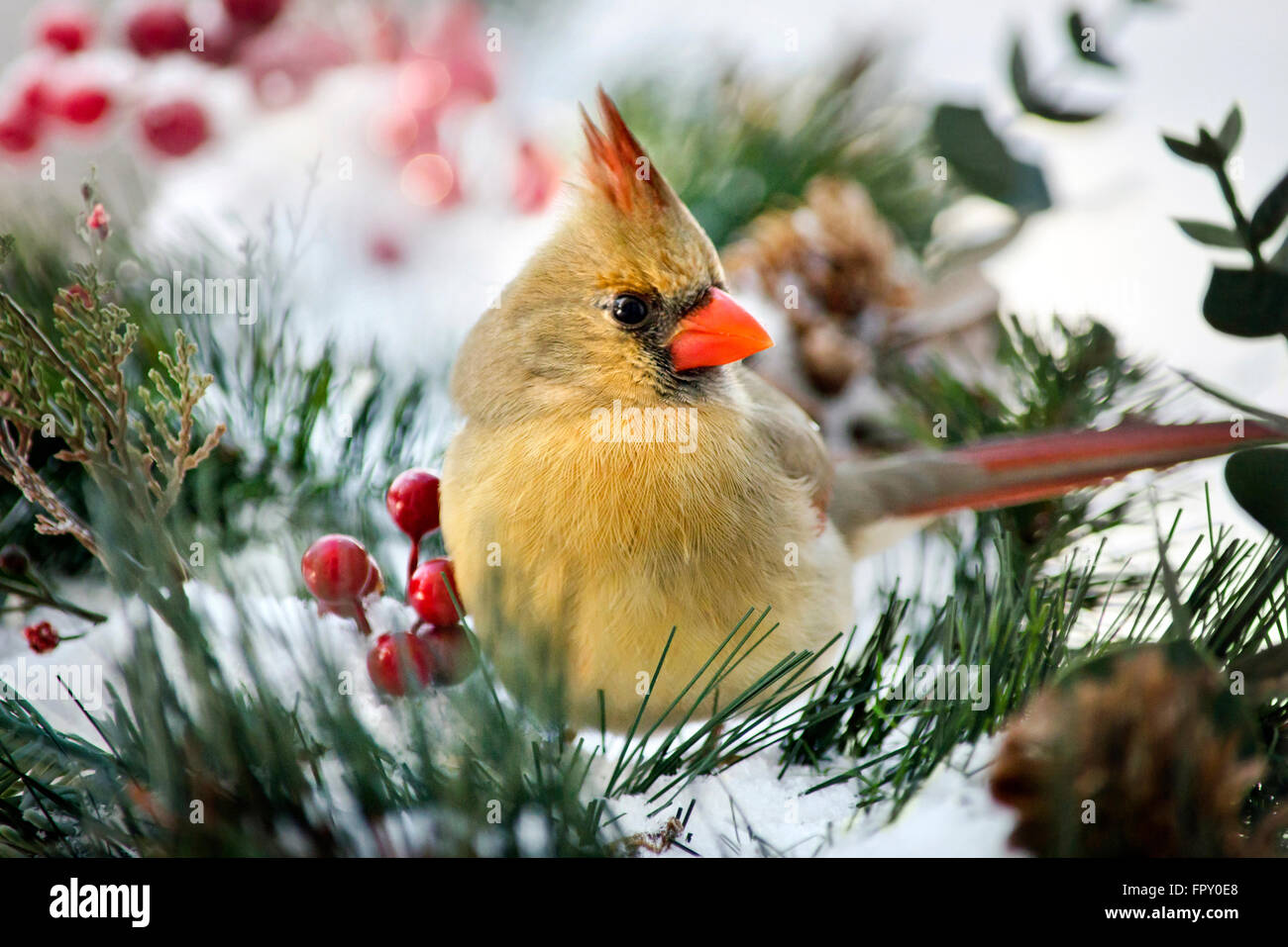 Female Cardinal in winter snow Stock Photo
