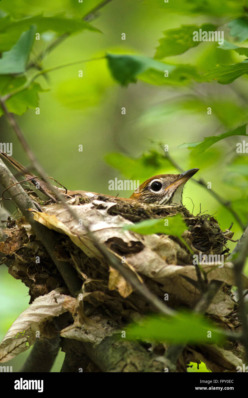 Wood thrush bird sitting on nest Stock Photo