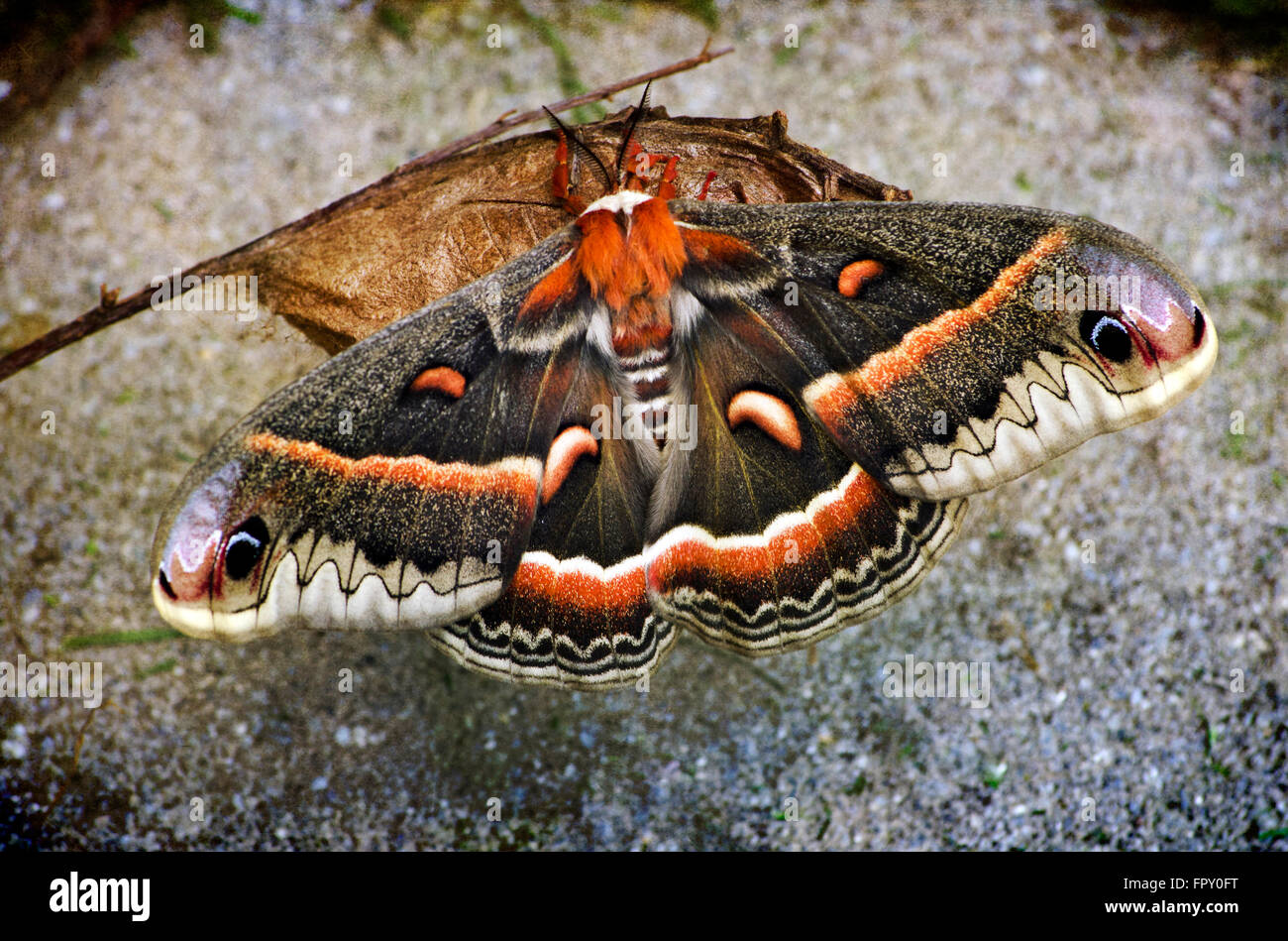 Cecropia moth on cocoon newly emerged close up Stock Photo