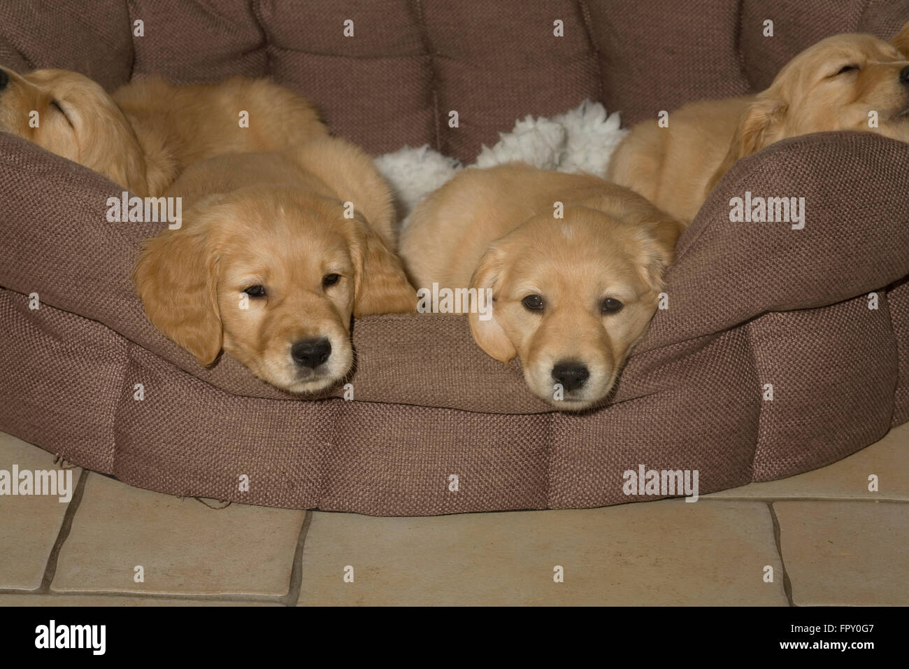 golden retriever puppies resting on fleece blanket on soft basket Stock Photo
