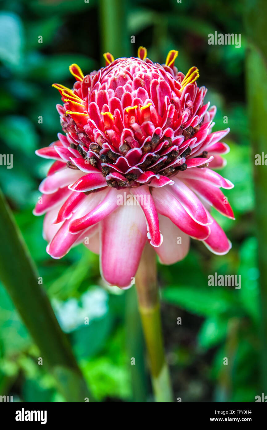 Etlingera elatior, pink torch ginger lily. Diamond Falls Botanical Gardens, St Lucia. photo©Julia Claxton Stock Photo