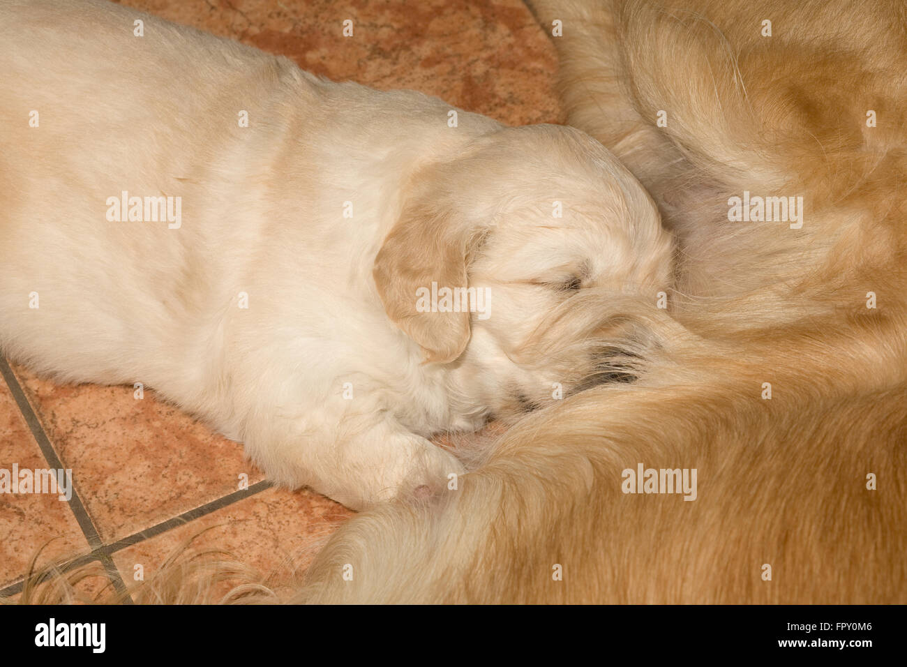 Singleton male golden retriever puppy suckles contentedly on its own Stock Photo