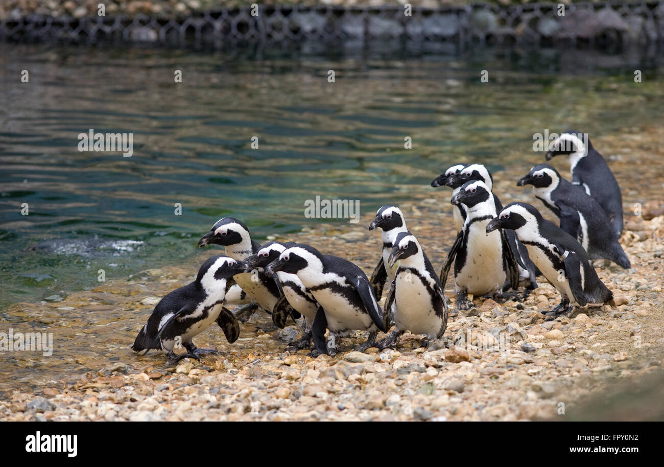 flock of African penguins gather on mock beach at Birdworld Stock Photo