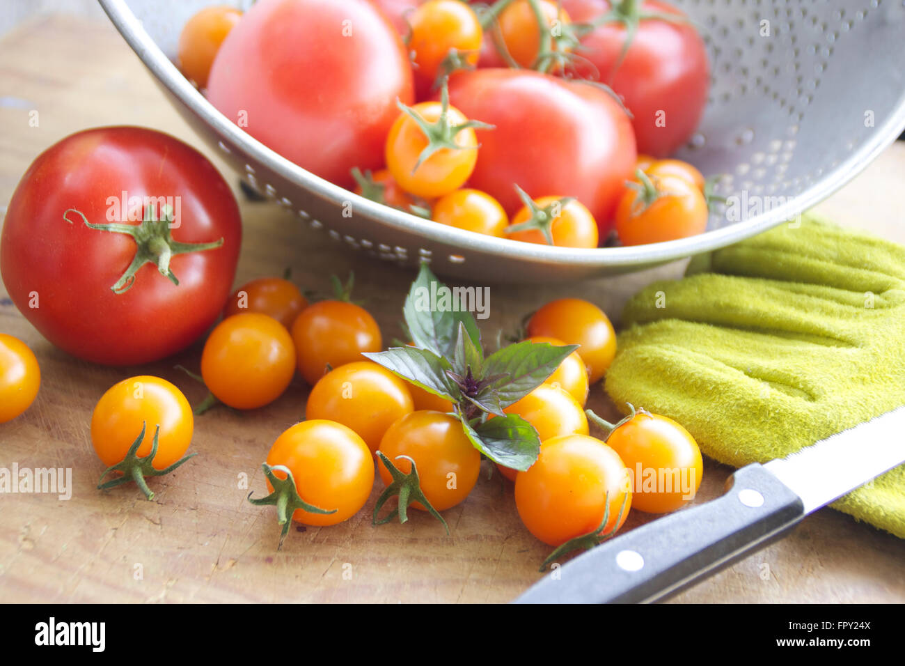 Tomato harvest with a veriety of red and orange cherry tomatoes, green gloves and knife Stock Photo