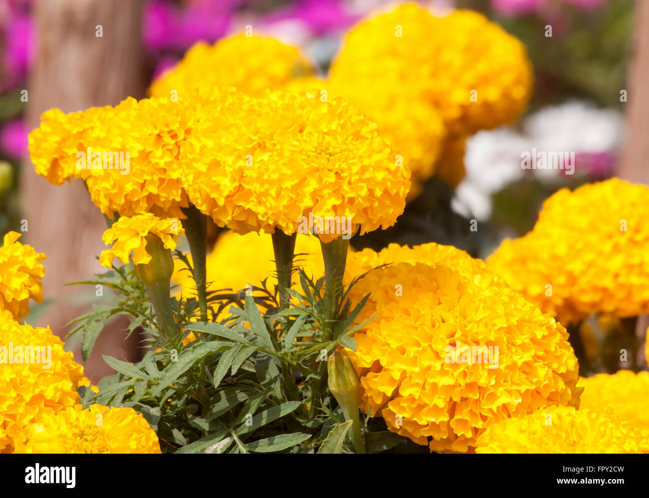 Marigold yellow color in many flowers plant. Stock Photo
