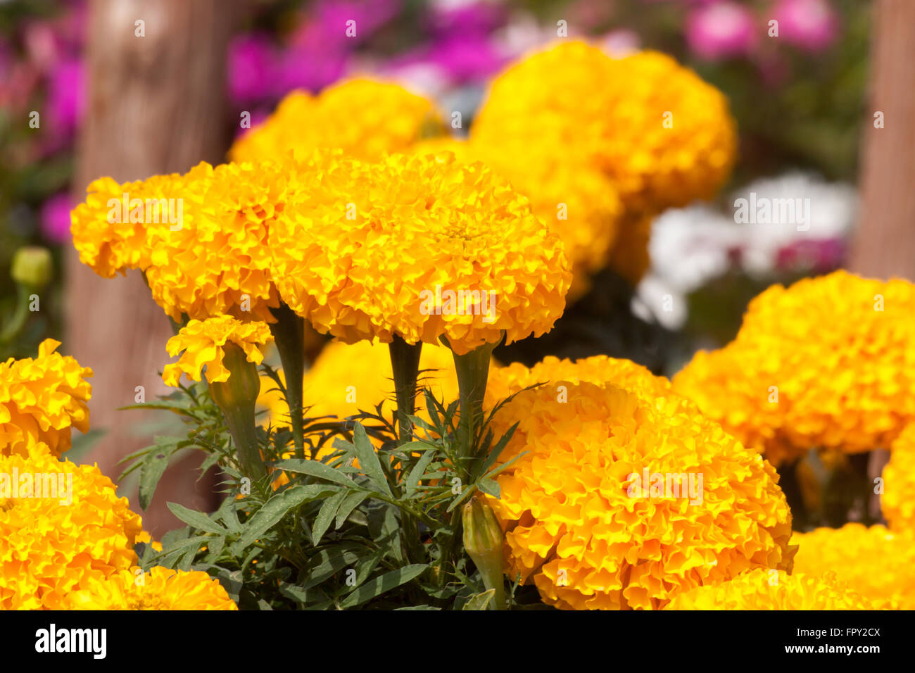 Marigold yellow color in many flowers plant. selective focus. Stock Photo