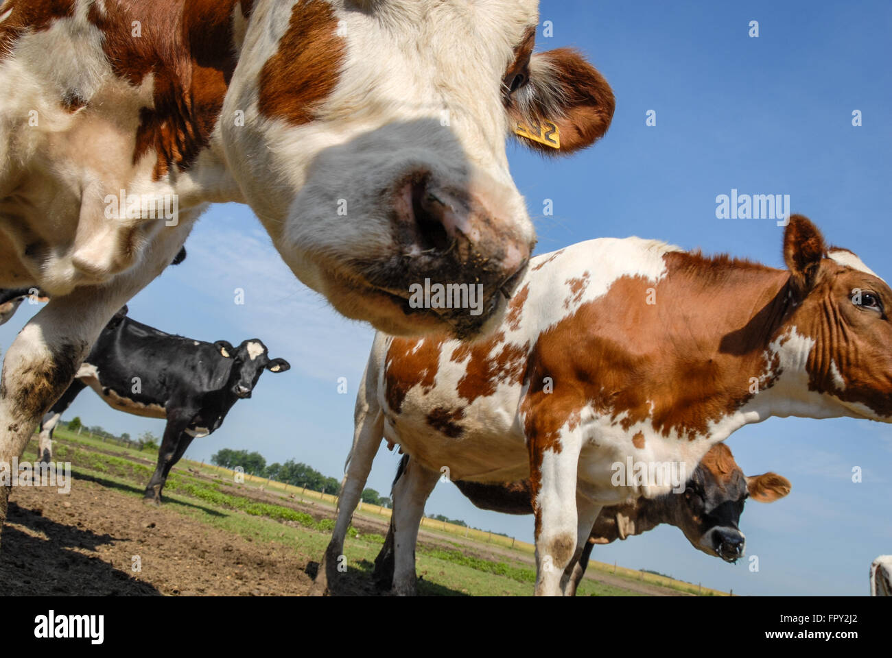 Cows Exploring Close up cows in field hi-res stock photography and images - Alamy