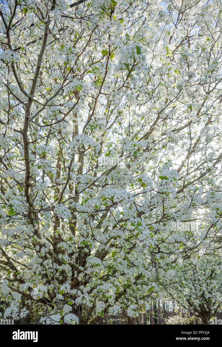 White blossoms of Bradford pear trees announce the arrival of Spring in Atlanta, Georgia. USA. Stock Photo