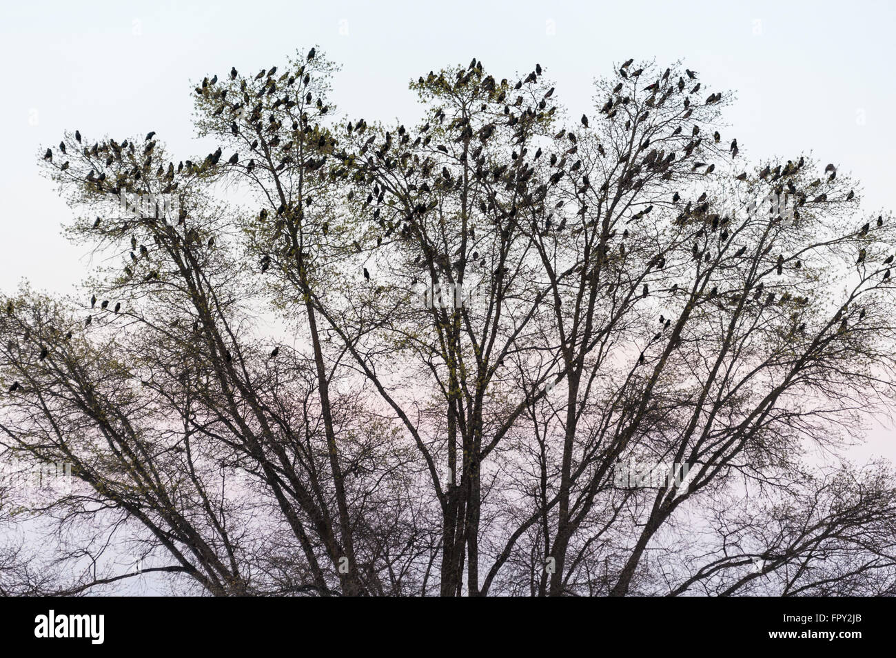 A large flock of birds perched in the branches of a tree at dusk in Atlanta, Georgia. Stock Photo