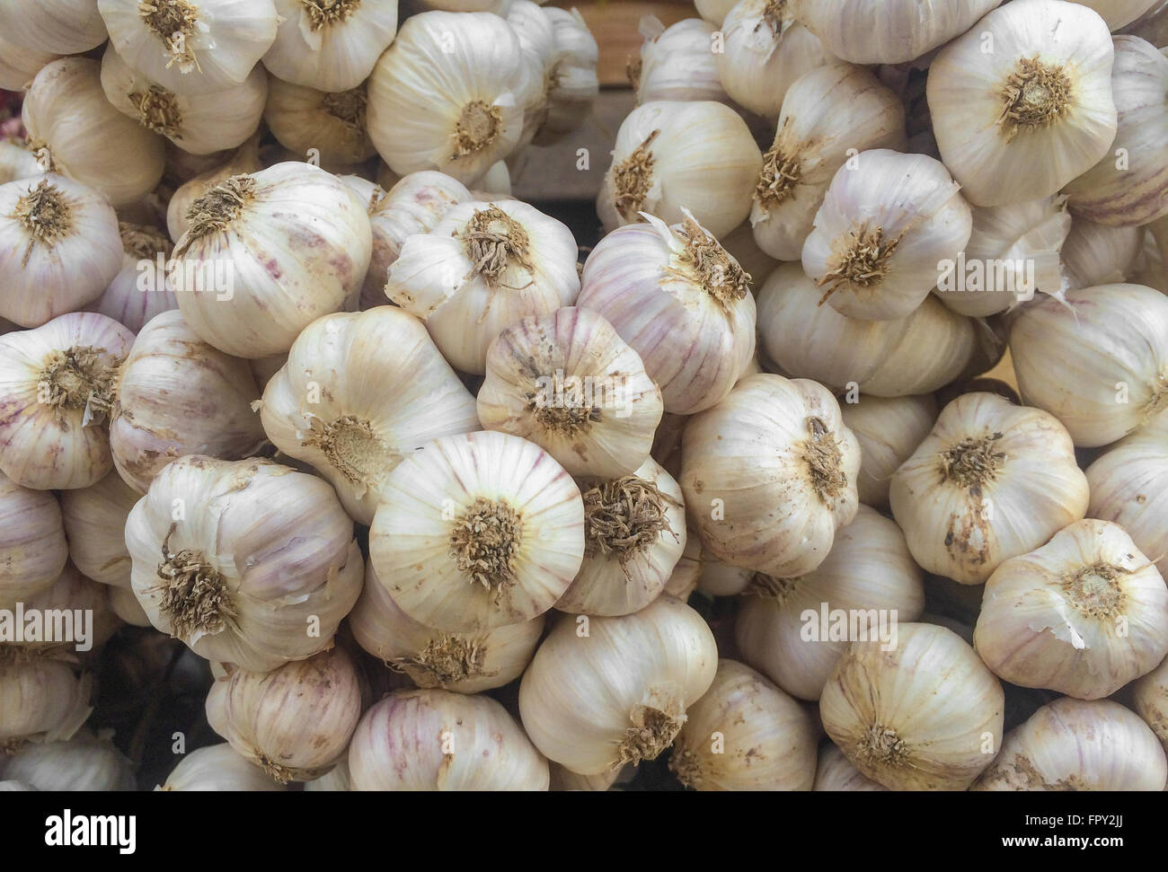Group of Garlic Stock Photo