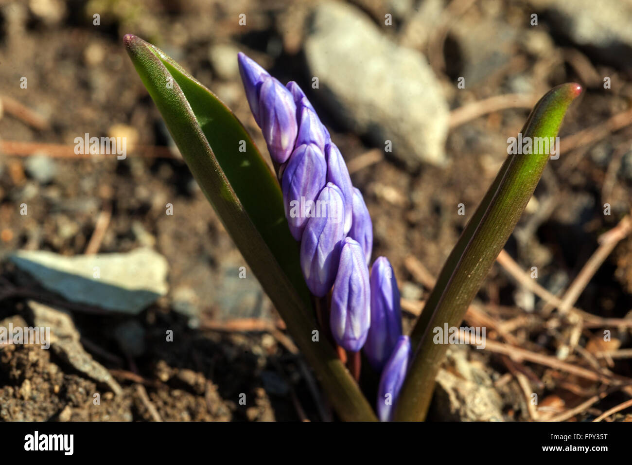 Scilla forbesii syn. Chionodoxa forbesii budding flower march flower opening flower growing on ground, bud Stock Photo