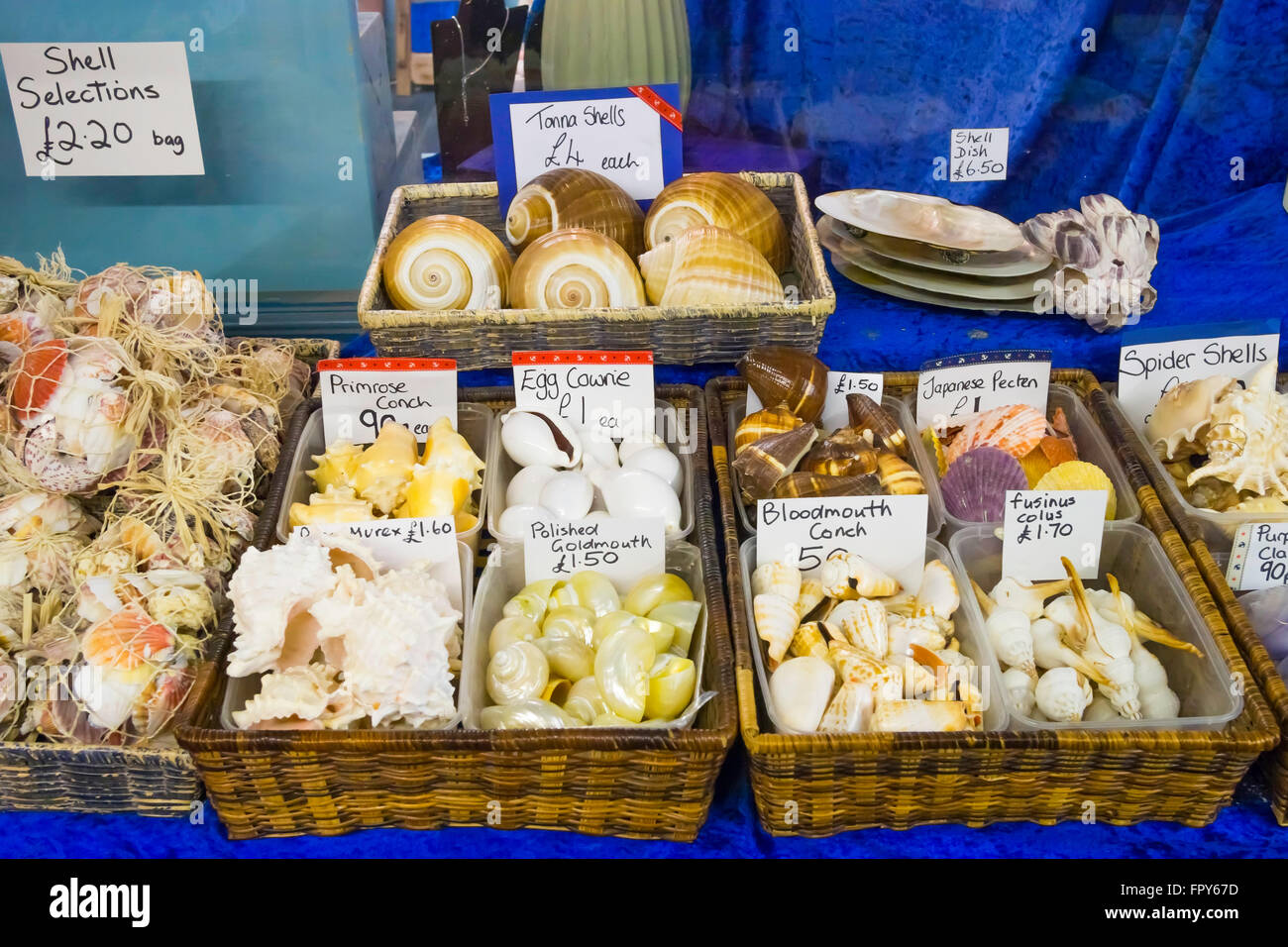 A display of small decorative sea shells for sale in Whitby North Yorkshire England Stock Photo