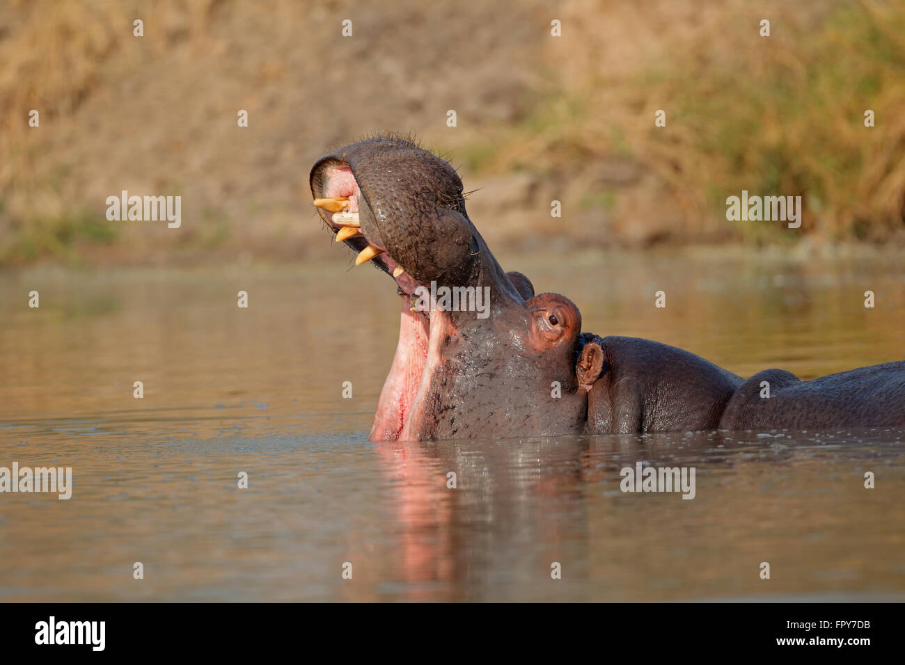 Hippo (Hippopotamus amphibius) with open mouth, Sabie-Sand nature reserve, South Africa Stock Photo