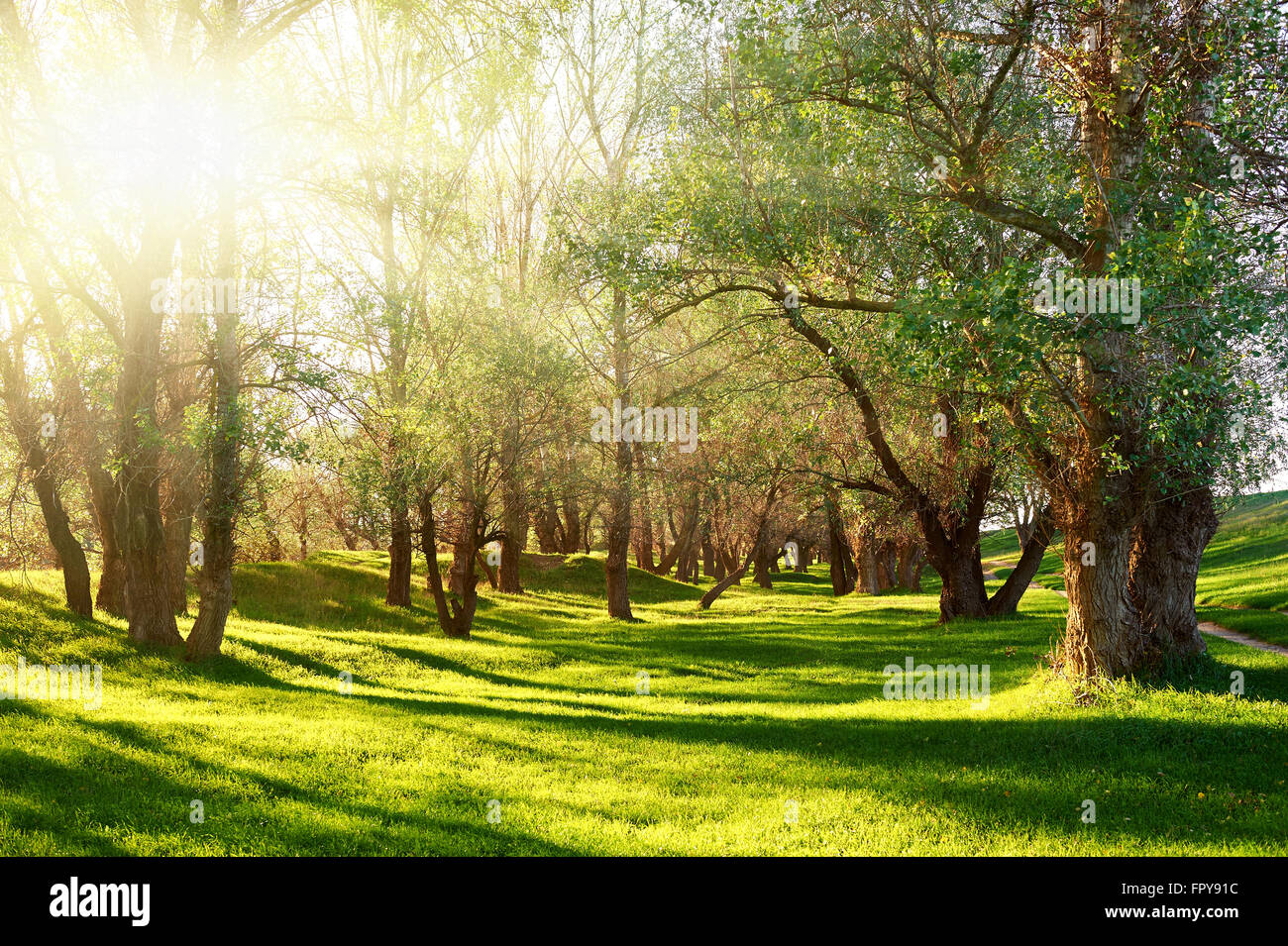 Sunlit glade in forest hi-res stock photography and images - Alamy