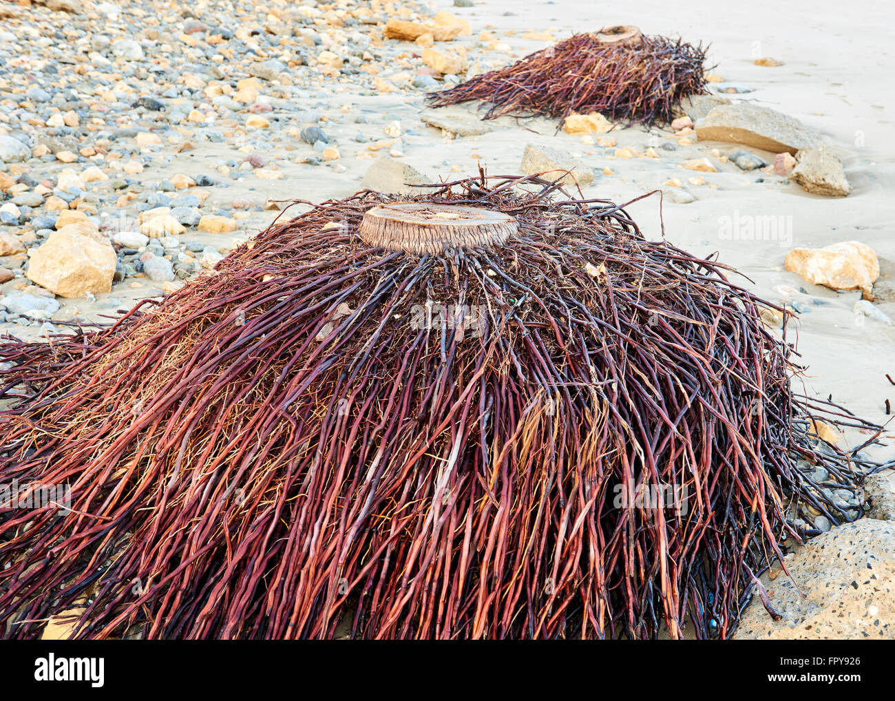 Palm tree with roots hires stock photography and images Alamy