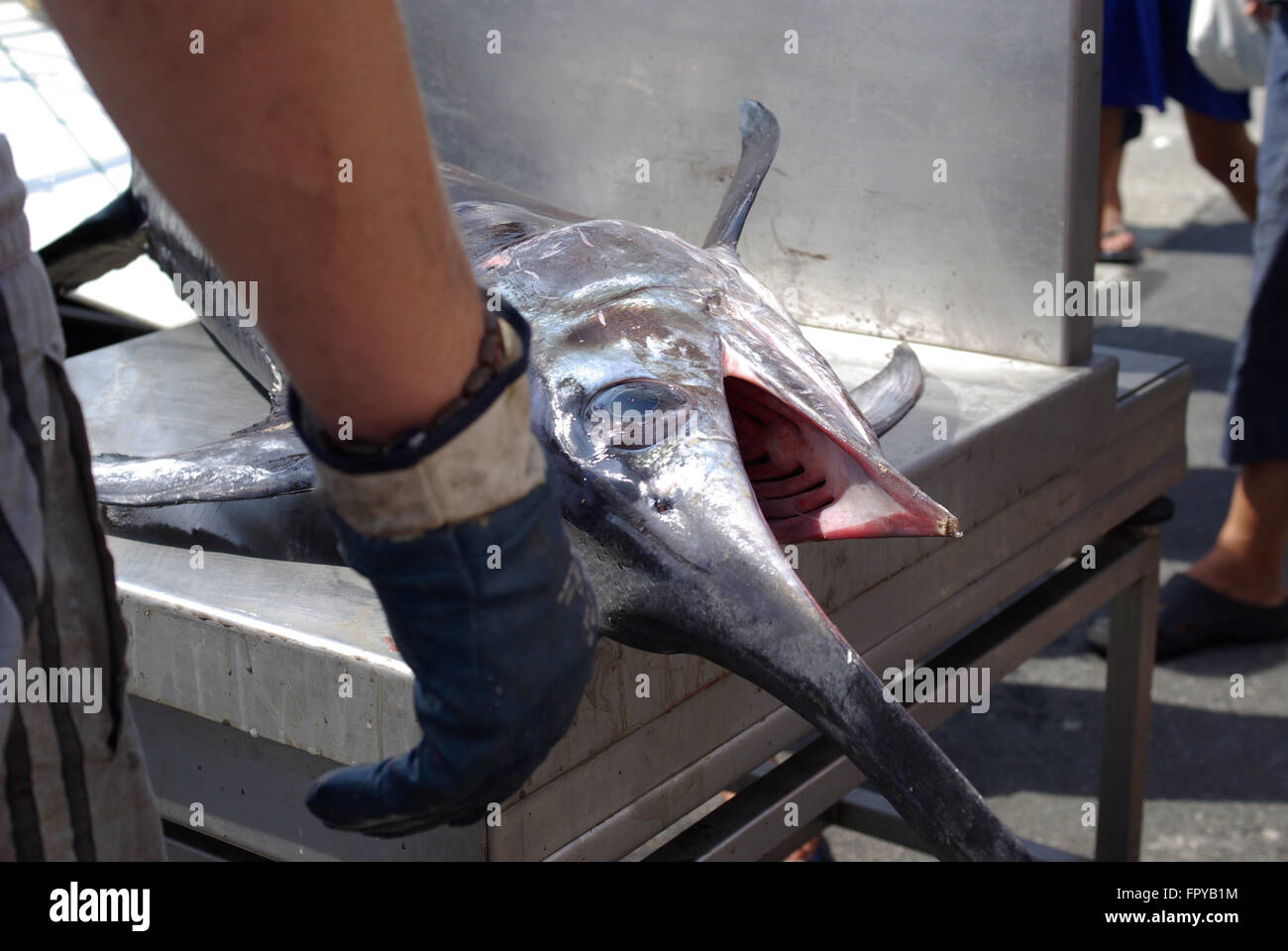 Big swordfish laying on a table with its mouth wide open Stock Photo