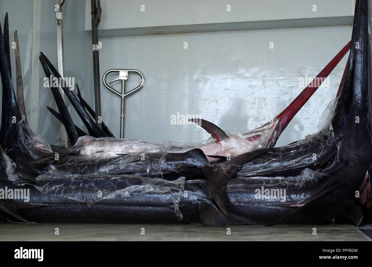 Swordfish at fish market Stock Photo Alamy