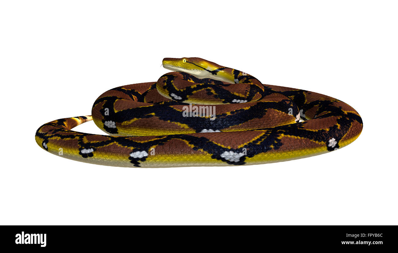 Reticulated python or Python reticulatus, a species of python found in Southeast Asia Stock Photo