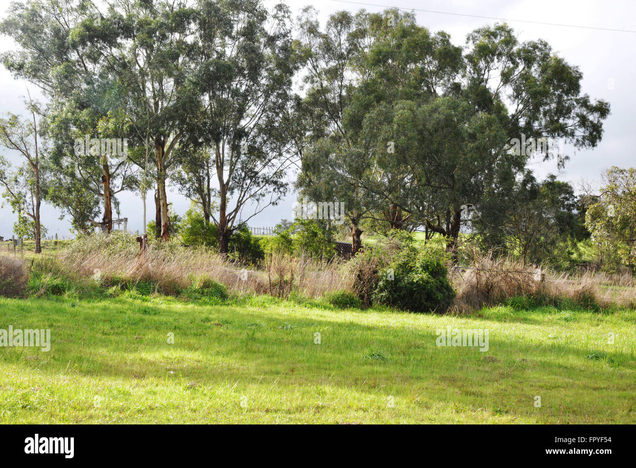 Scene in Rural Australia with Gum Trees Stock Photo