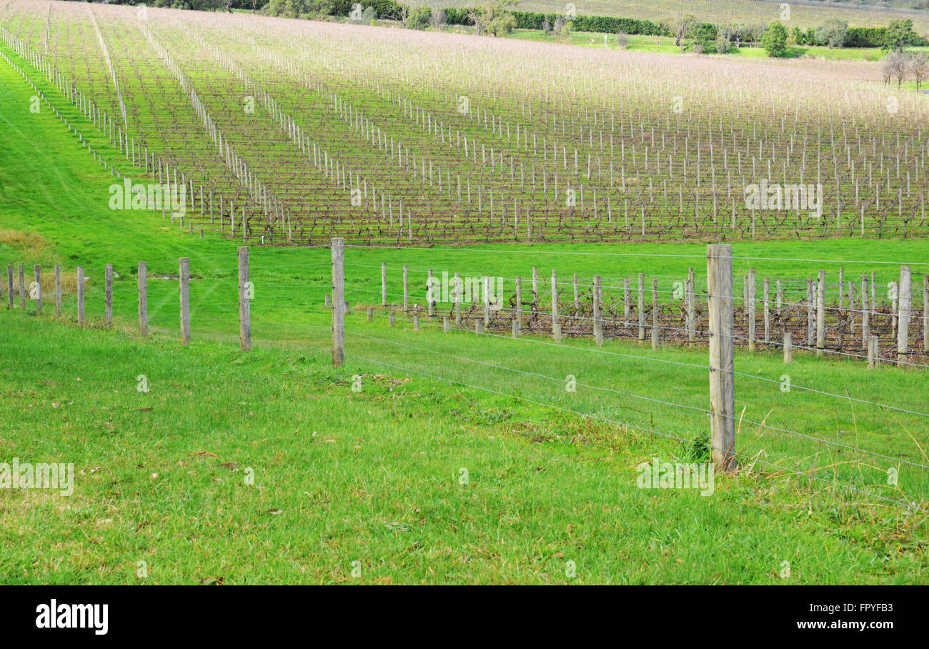 Vineyard, Vines on stakes in Vineyard / Winery Stock Photo