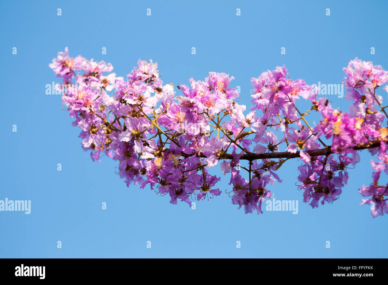 Pride of india hi-res stock photography and images - Alamy