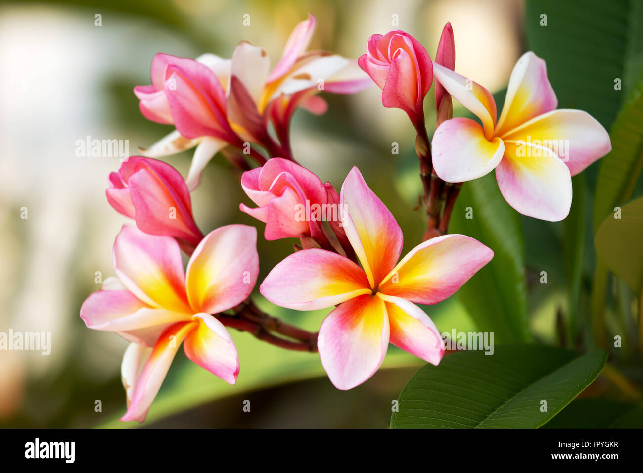 18589288 Pink frangipani flowers Home Décor Wall Décor Home & Living ...