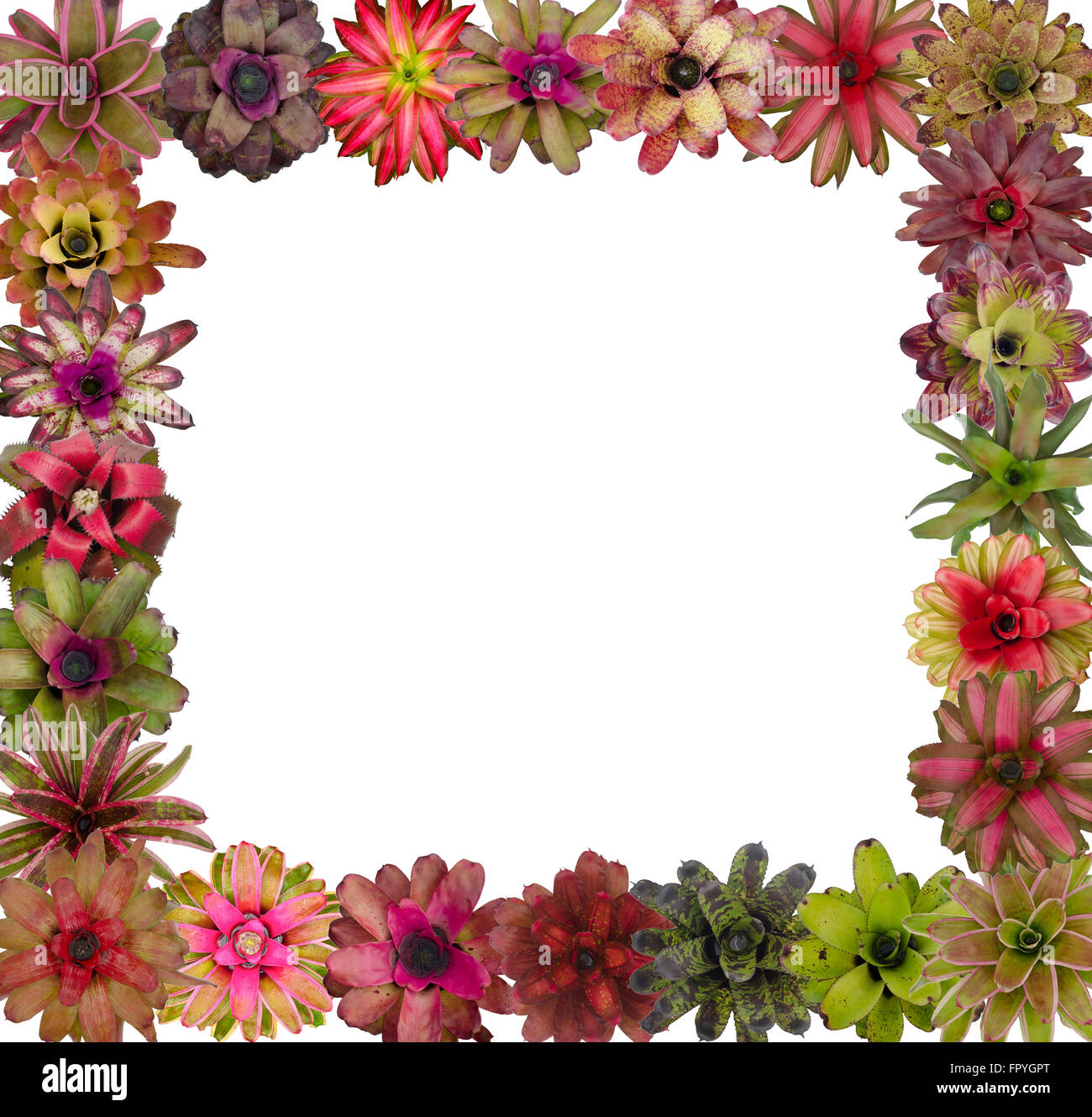 bromeliad frame isolated on white background Stock Photo
