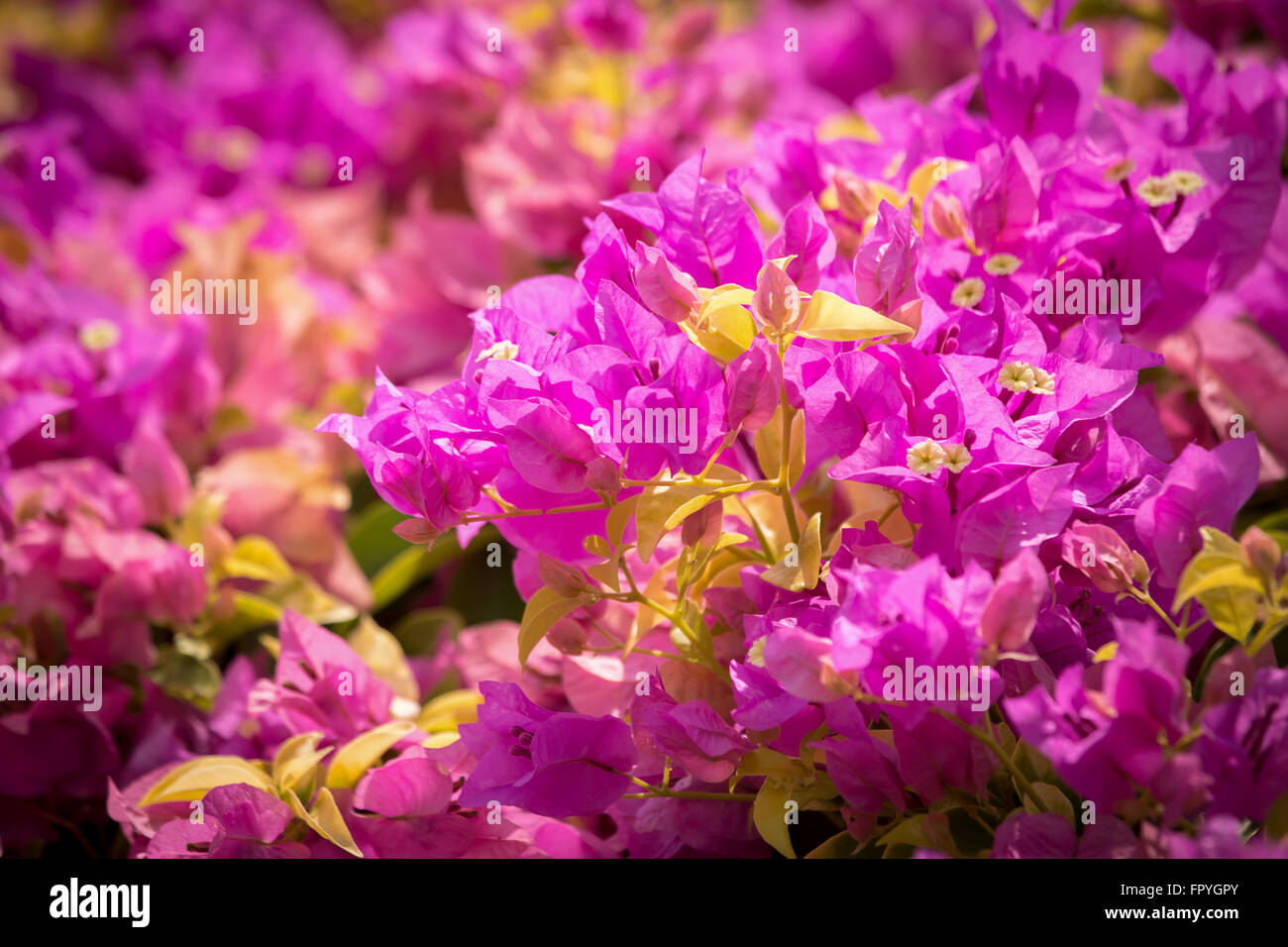 Purple bougainvillea flower at noon Stock Photo Alamy