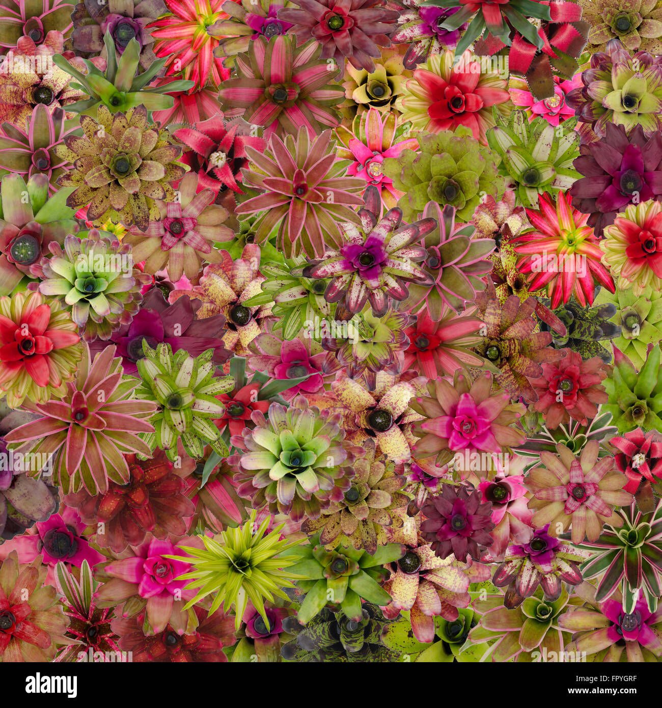 bromeliad  background Stock Photo