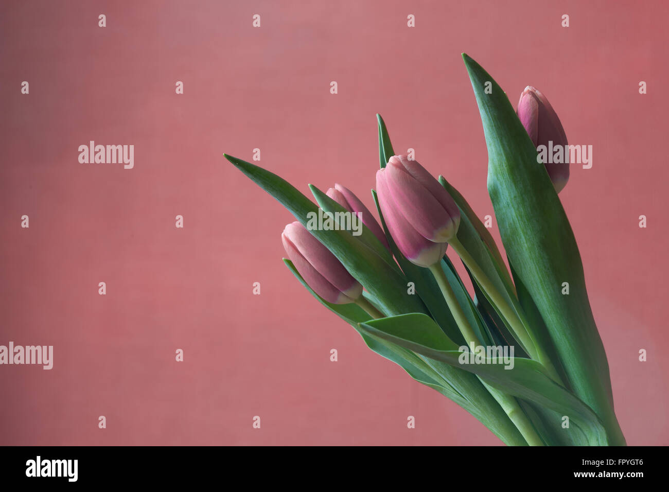 Stylized red tulips greeting card Stock Photo
