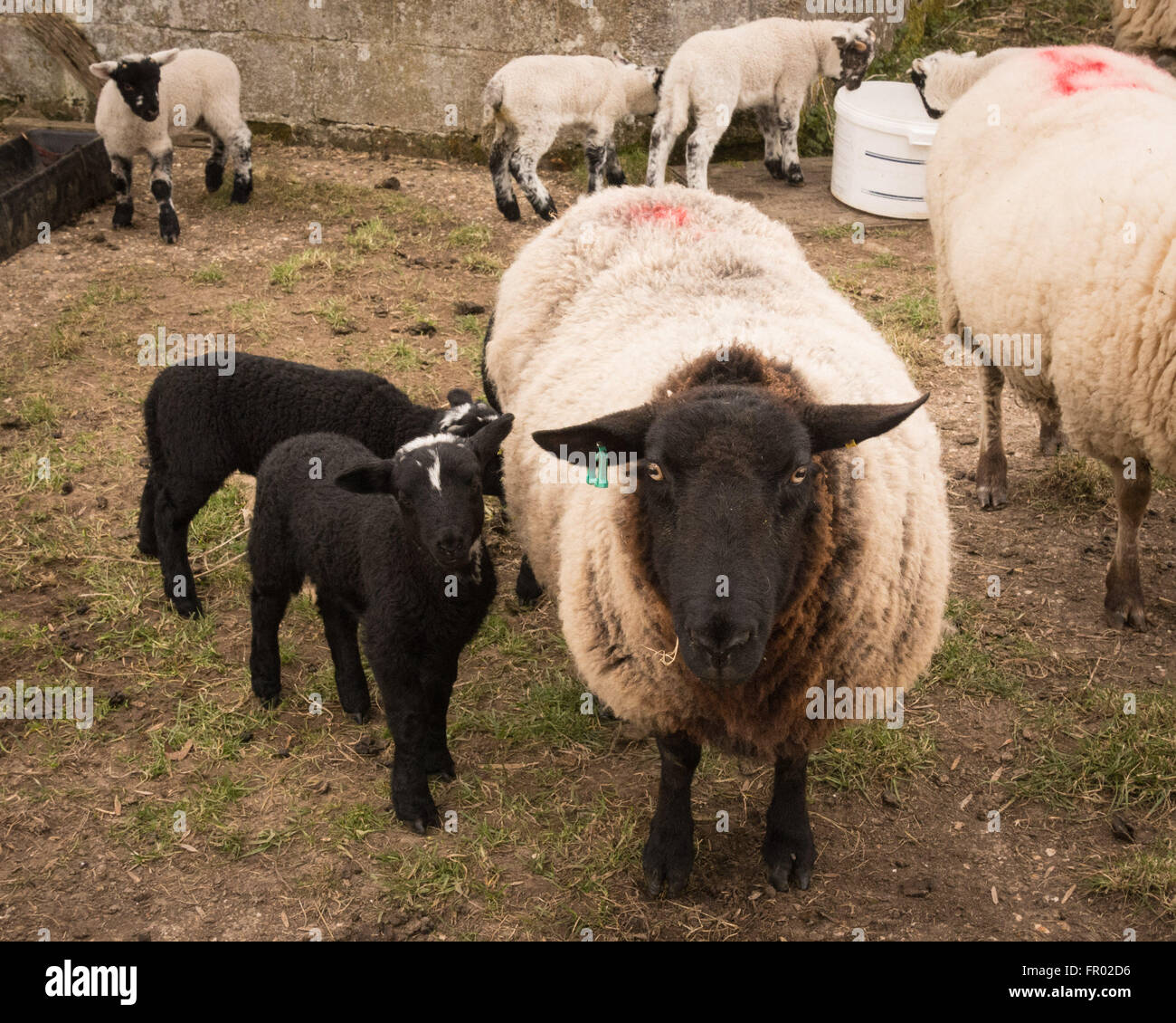 Hill Farm, Morestead, Hampshire UK. 20th March, 2016. UK Weather: New born lambs and their mothers enjoy an overcast spring equinox day. This date sees night and day become the same length before the drawing out of daylight hours towards the summer. Credit: Patricia Phillips/Alamy Live News Stock Photo