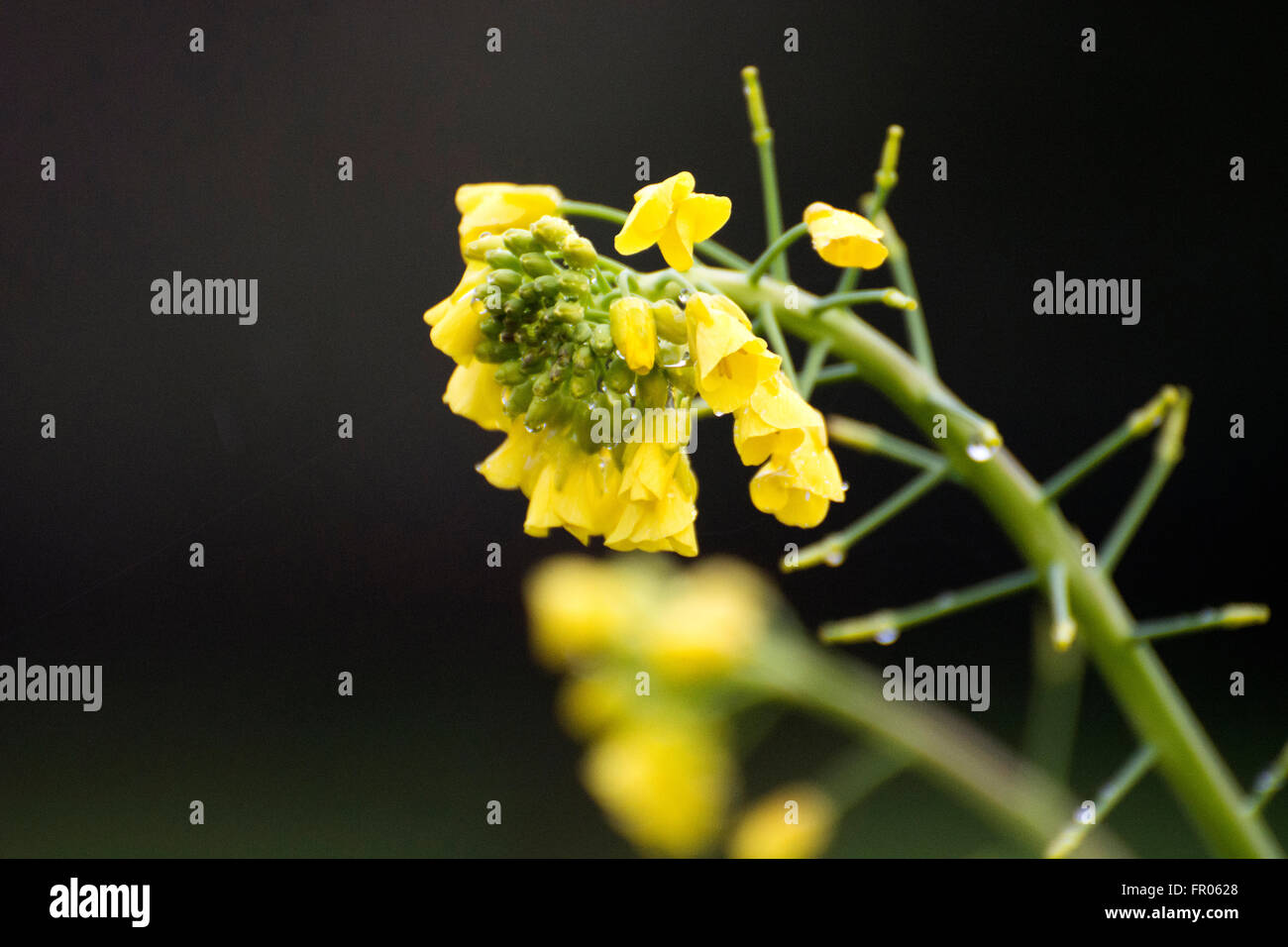 Siero, Spain. 20th March, 2016. Flowers of nappa cabbage during the spring equinox, on March 20, 2016 in Siero, Spain. Credit:  David Gato/Alamy Live News Stock Photo