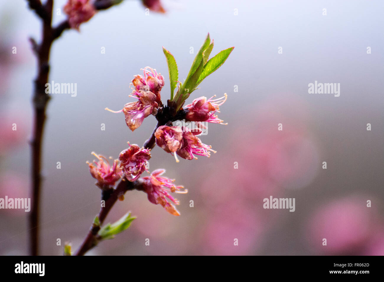Siero, Spain. 20th March, 2016. Flowers of peach during the spring equinox, on March 20, 2016 in Siero, Spain. Credit:  David Gato/Alamy Live News Stock Photo