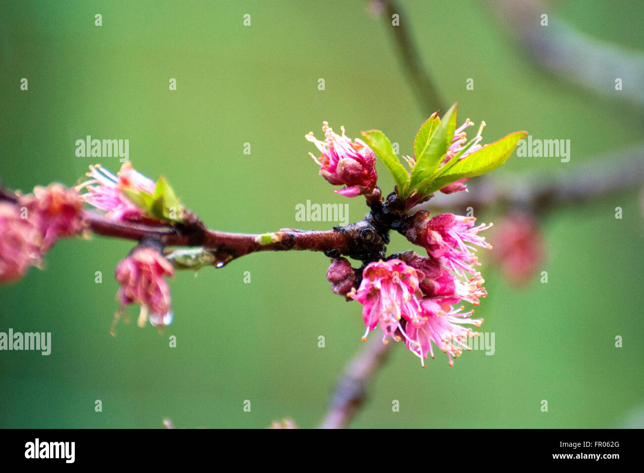 Siero, Spain. 20th March, 2016. Flowers of peach during the spring equinox, on March 20, 2016 in Siero, Spain. Credit:  David Gato/Alamy Live News Stock Photo