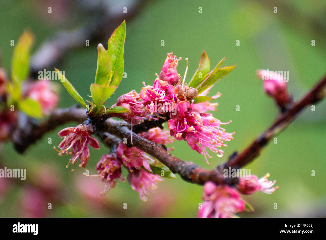 Siero, Spain. 20th March, 2016. Flowers of peach during the spring equinox, on March 20, 2016 in Siero, Spain. Credit:  David Gato/Alamy Live News Stock Photo